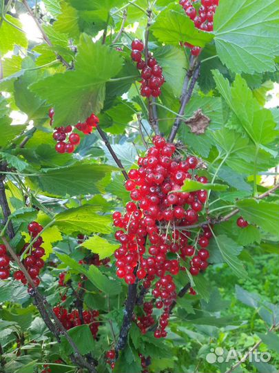 Красная сморода