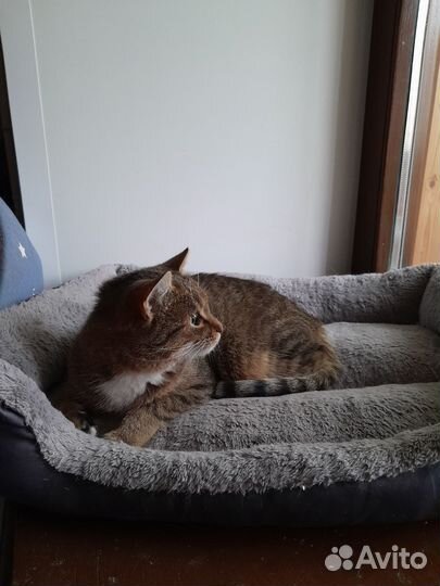 Молодая кошечка: чья пропажа