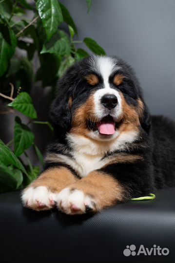 Бернские зенненхунды щенки