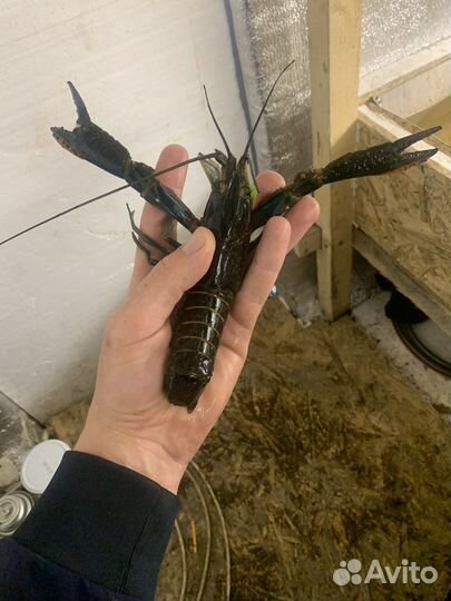 Австралийский красноклешневый рак