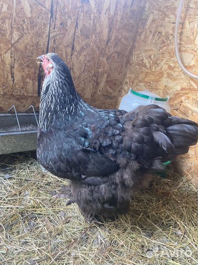 Китайские шелковые куры