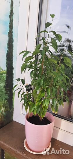 Цветы Фикус Бенджамина и Наташа