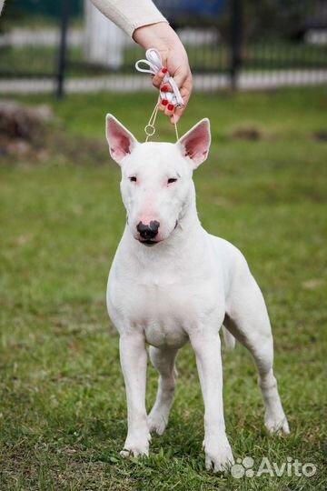 Вязка Бультерьер