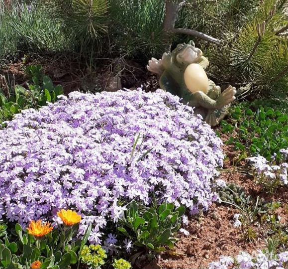 Флокс шиловидный, очитки