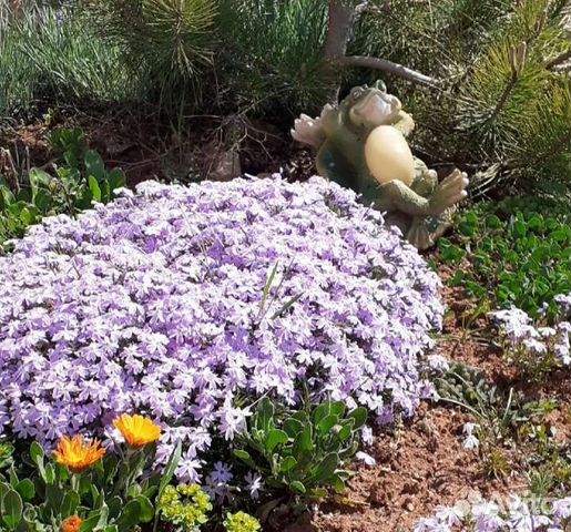 Флокс шиловидный, очитки