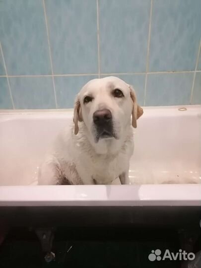 Лабрадор ретривер