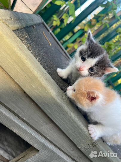 Кошка в дар