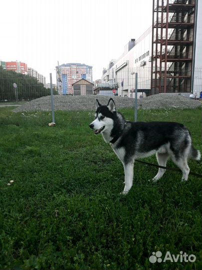 Сибирская хаски Вязка