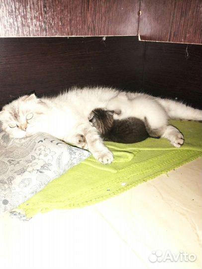 Отдам котят