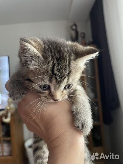 Британские котята