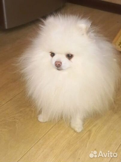 Шпиц кобель на вязку