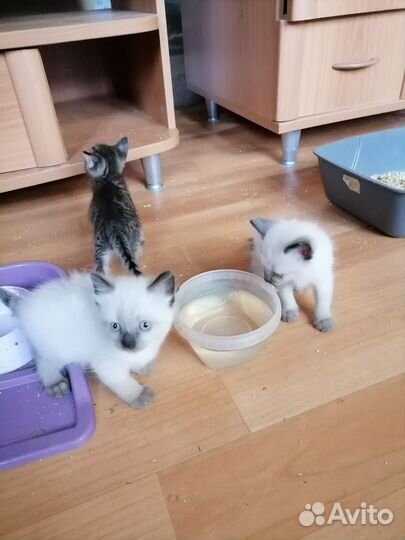 Котята в хорошие руки