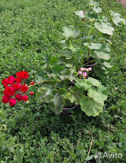 Пеларгонии сортовые