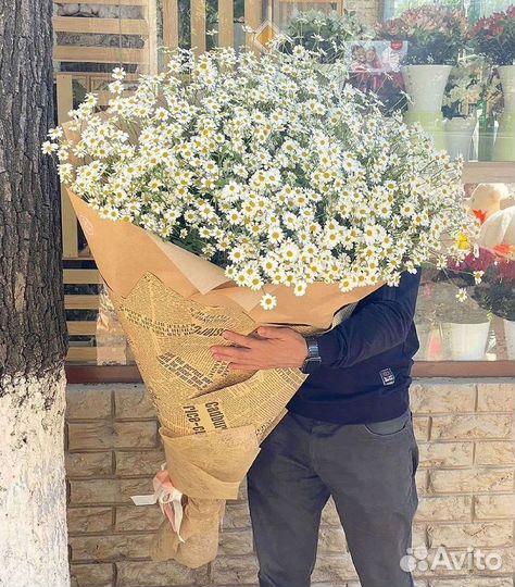 Цветы ромашки