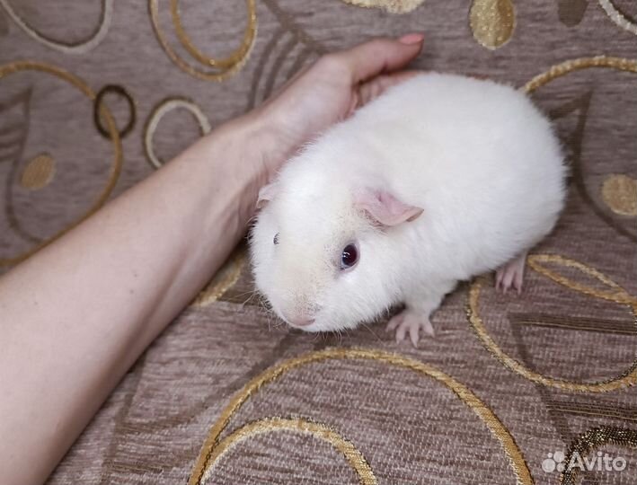 Морская свинка тедди