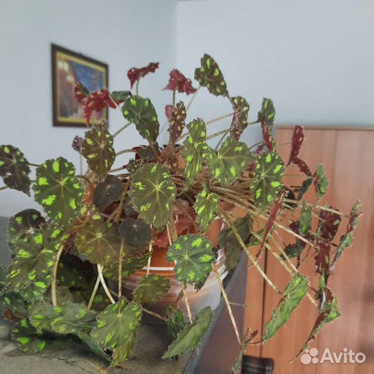 Бегония, китайская роза, толстянка