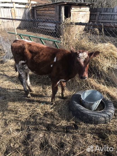Коровы, тёлка