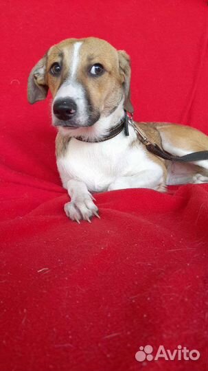 Собачки в добрые руки