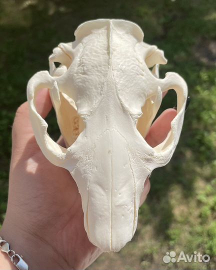 Череп животного