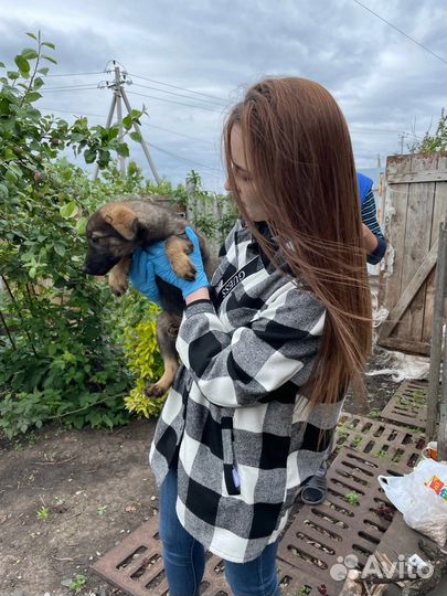 Щенок в добрые руки