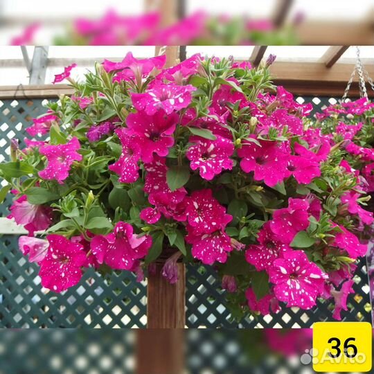 Петуния вегетативная