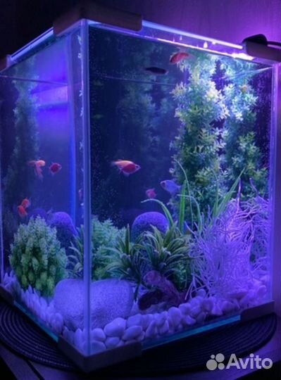 Аквариум