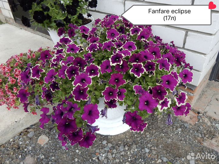 Укор. черенки вегетативной петунии и калибрахоа