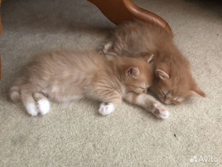 Домашние, рыжие котята