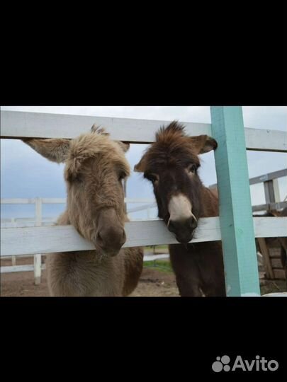 Тур Страусиная ферма и Таратау