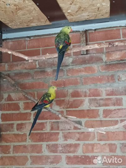Попугаи разных пород