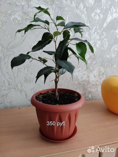 Комнатные растения