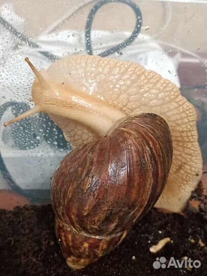 Улитка ахатина