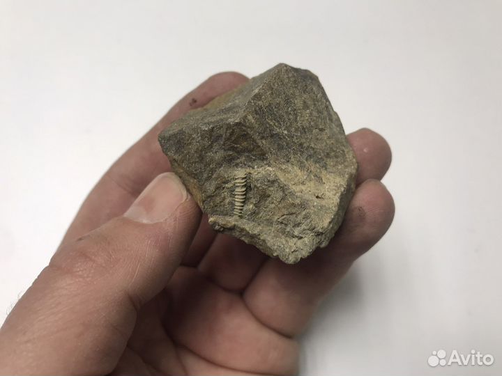 Окаменелости со следами живности