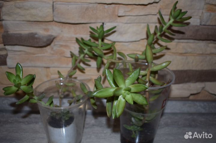 Кактусы и суккуленты