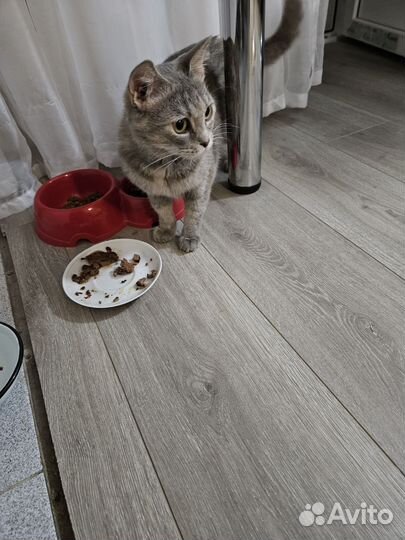 Кошка в дар бесплатно