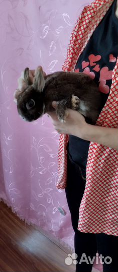 Декоративные кролики