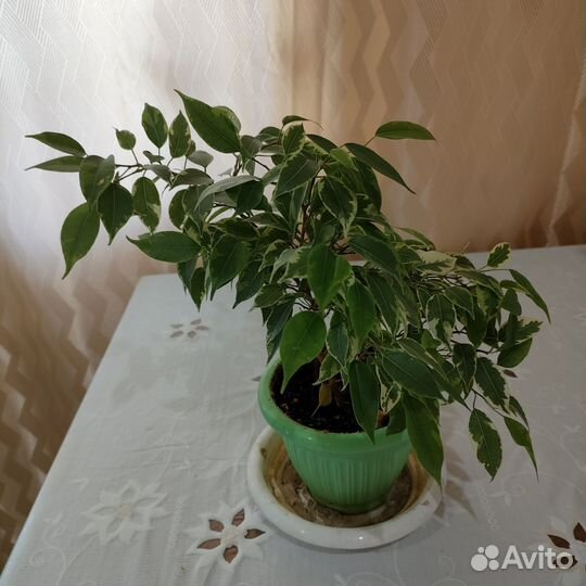 Фикус бенджамина