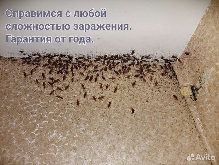 Обработка от вредителей
