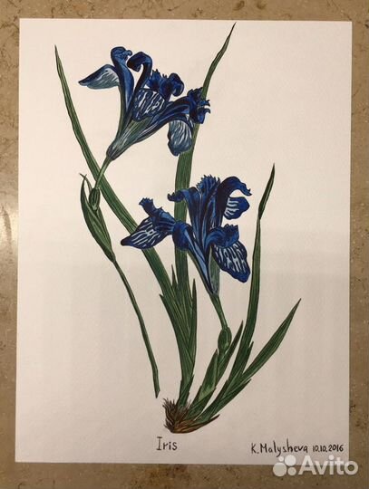 Рисунки Botanical Prints