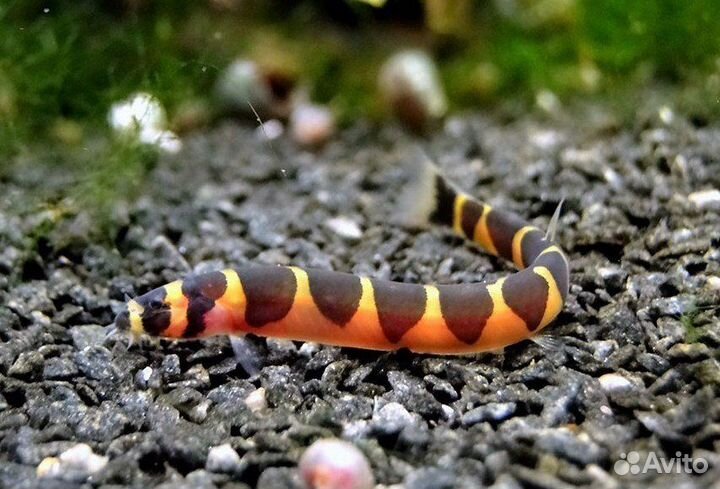 Акантофтальмус Кюля, Колючеглаз (Pangio kuhlii)