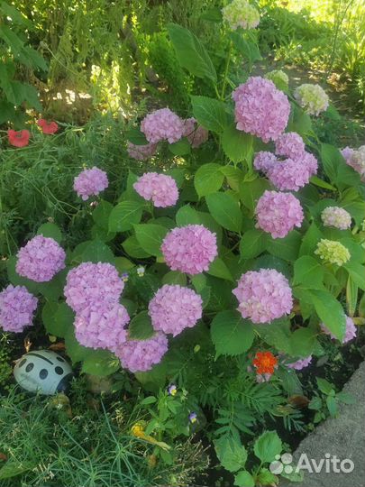 Гортензия, Пионы