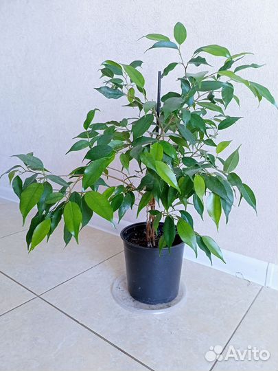 Бенджамина