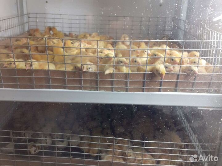 Перепела, инкуб яйцо, цыплята