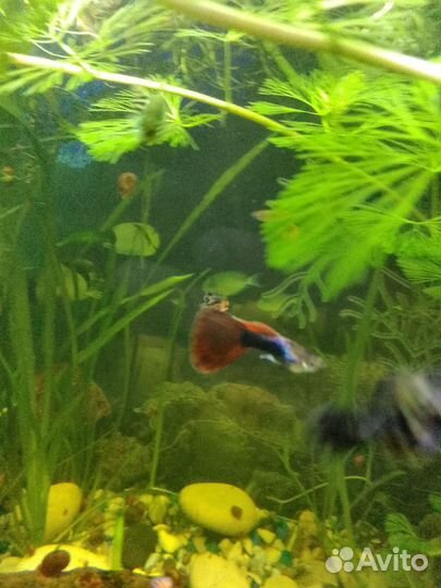 Аквариумные растения, рыбки гуппи и пецилии