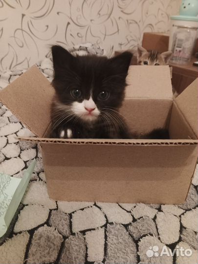 Котята в добрые руки бесплатно