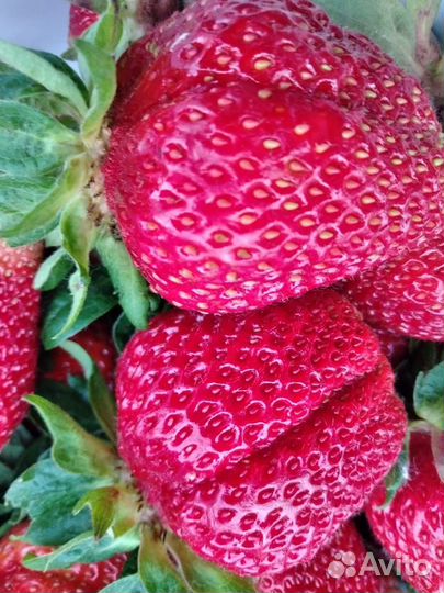 Рассада клубники Ламбада