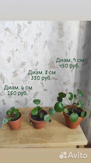 Пилея пеперомиевидная