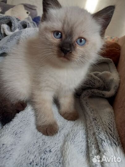 Тайские котята