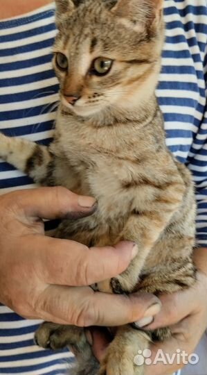 Котенок девочка 4мес