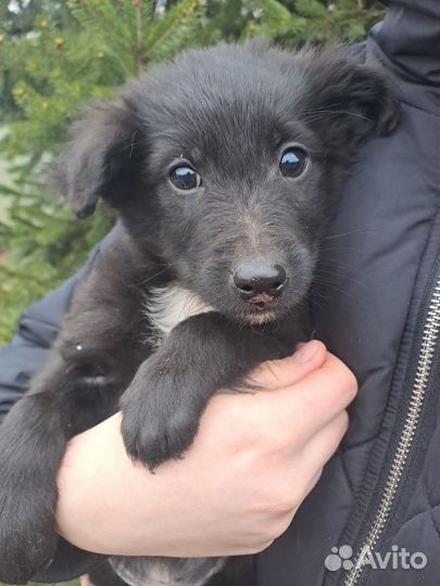 Щенки бесплатно